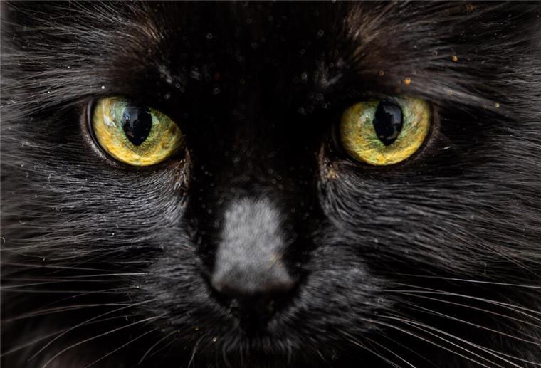 Psychotest für Katzen: Hat dein Stubentiger psychopathische Züge? Jagt Ihre Katze Beute zum Spaß? Oder miaut sie scheinbar grundlos? Ein Forscherteam hat einen Test entwickelt, der psychopathische Züge bei Katzen misst.