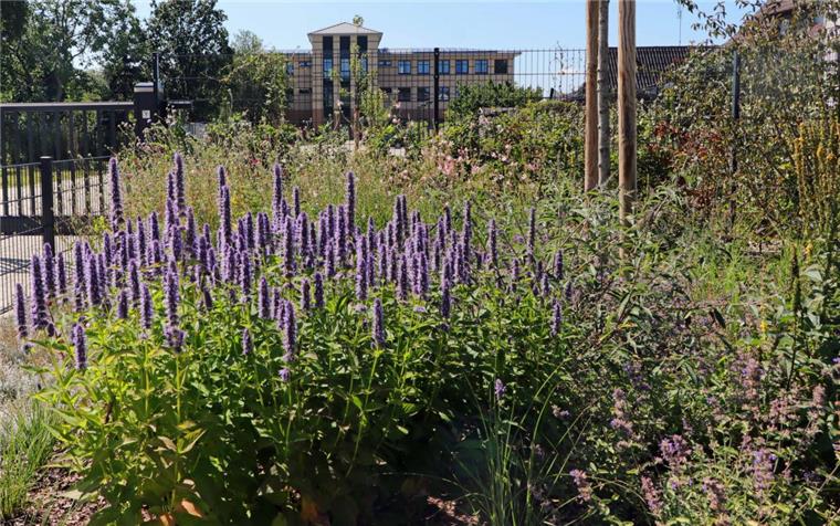 Neubau der Volksbank in Zeven ist auf Nachhaltigkeit getrimmt Witwenblumen, Duftnesseln, Spornblumen, Katzenminze, Sonnenhut, Wilde Möhre, Fetthennen und andere Pflanzen bilden auf dem Grundstück der Volksbank einen bunten Lebensraum für viele Tiere – und einen schönen Anblick für das menschliche Auge.