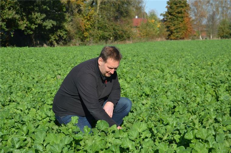 Landwirte sehen sich zu unrecht am Pranger Wo die Zwischenfrucht ausreichend gedüngt ist, wächst sie hinter dem Haus von Klaus-Gerd Albers prächtig. So soll es sein, denn wohlgenährte und kräftige Pflanzen verringern das Aufkommen von Unkraut und damit den Einsatz von Pflanzenschutzmitteln.