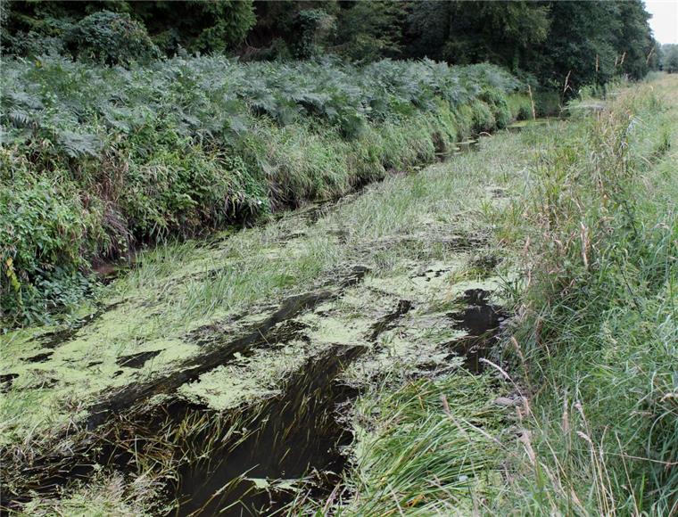Zeven: Fehlender Regen bringt Fisch und Frosch in Not Wo ist der Bach? Geringer Wasserstand und wuchernde Wasserpflanzen treiben größere Fische in die letzten verbliebenen Gumpen der Aue.