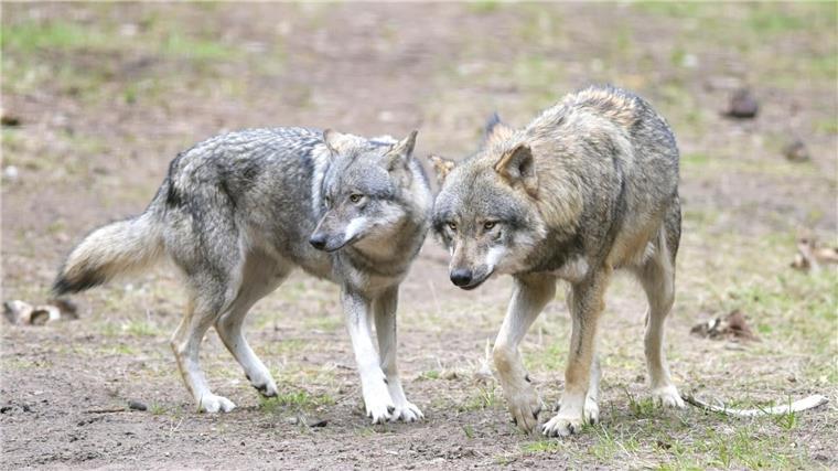 „Schutzjagd“ auf Wolf: Experte rät zu schnellen Abschüssen Wölfe