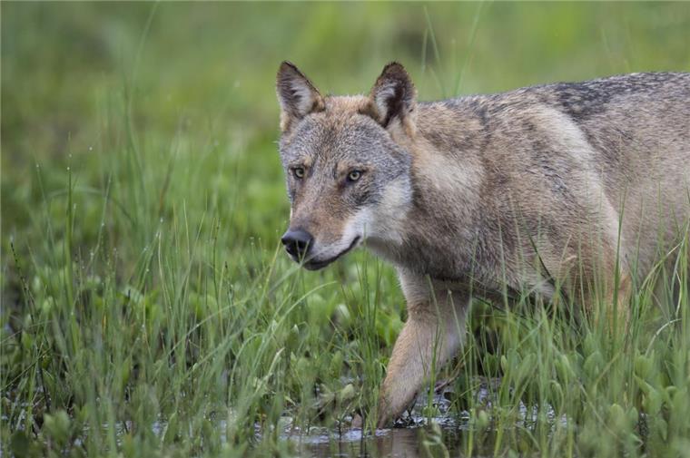 Wolfsberater: Wildernde Hunde sind ein größeres Problem als Wölfe Wölfe jagen gelegentlich auch in Wesermarsch.