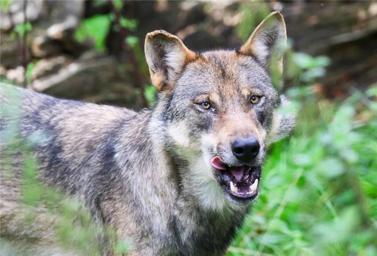 7 Millionen Euro: Niedersachsen gibt Vermögen für Schutz vor Wolfsangriffen aus Wölfe stehen in Niedersachsen unter Naturschutz. Der Schutz der Nutztiere vor diesen Beutejägern wird aber deutlich teurer (Archivbild).