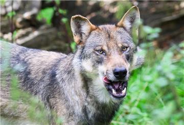 Wölfe stehen in Niedersachsen unter Naturschutz. Der Schutz der Nutztiere vor diesen Beutejägern wird aber deutlich teurer (Archivbild).