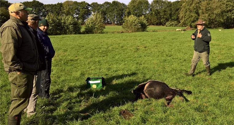 Schafe auf Weide gerissen - Wolfsangriff in Hagen? Wolfsberater Hermann Kück (rechts) begutachtete die getöteten Schafe auf der Weide in Albstedts Feldmark. Er vermutet einen Angriff des Wolfes.