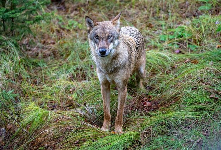 Wolfsrisse an der Nordseeküste: Cuxhaven ist das Hochrisikogebiet Ein Wolf in freier Wildbahn.