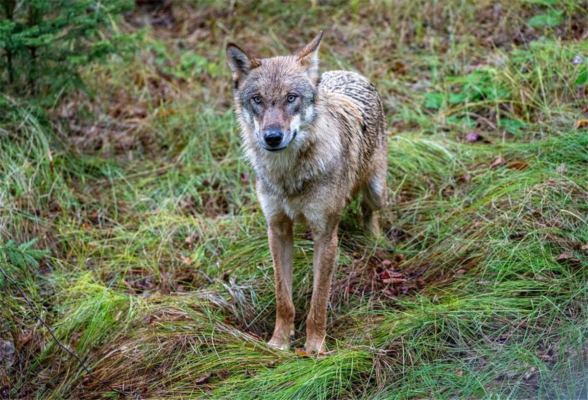 Ein Wolf in freier Wildbahn.