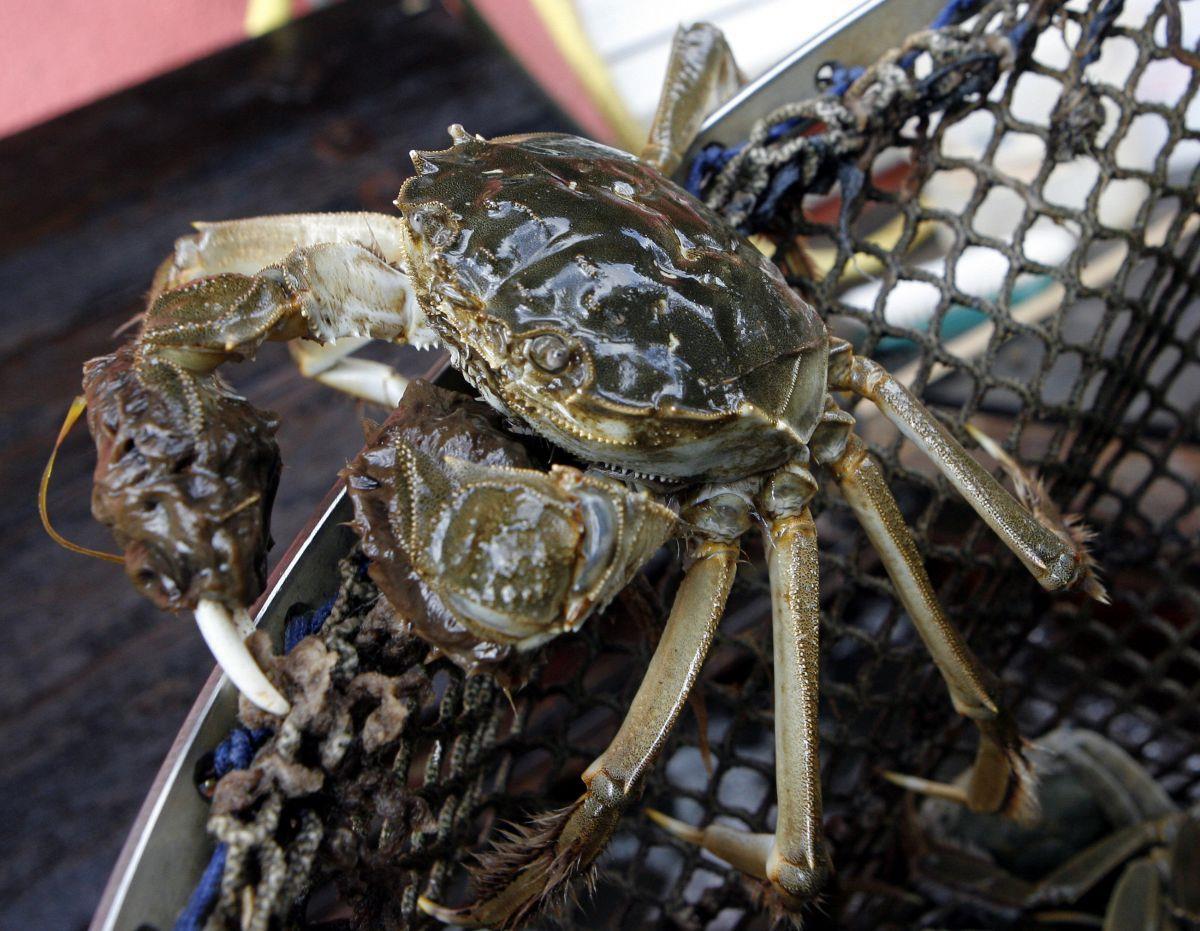 Wollhandkrabben sind derzeit in großer Zahl in Richtung Nordsee unterwegs.

