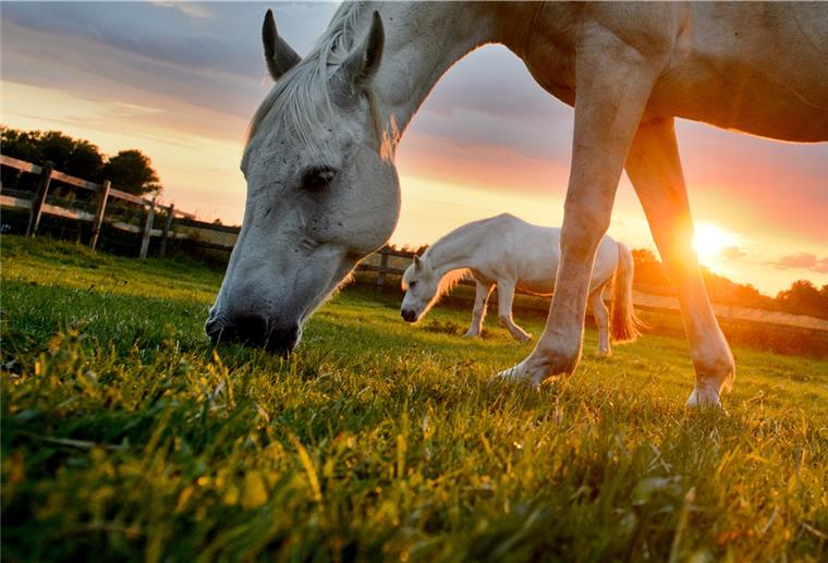 Was Pferdehalter zum Herpes-Virus wissen sollten Worauf Pferdehalter achten sollten, um sich und ihre Tiere vor dem Herpes-Virus zu schützen.