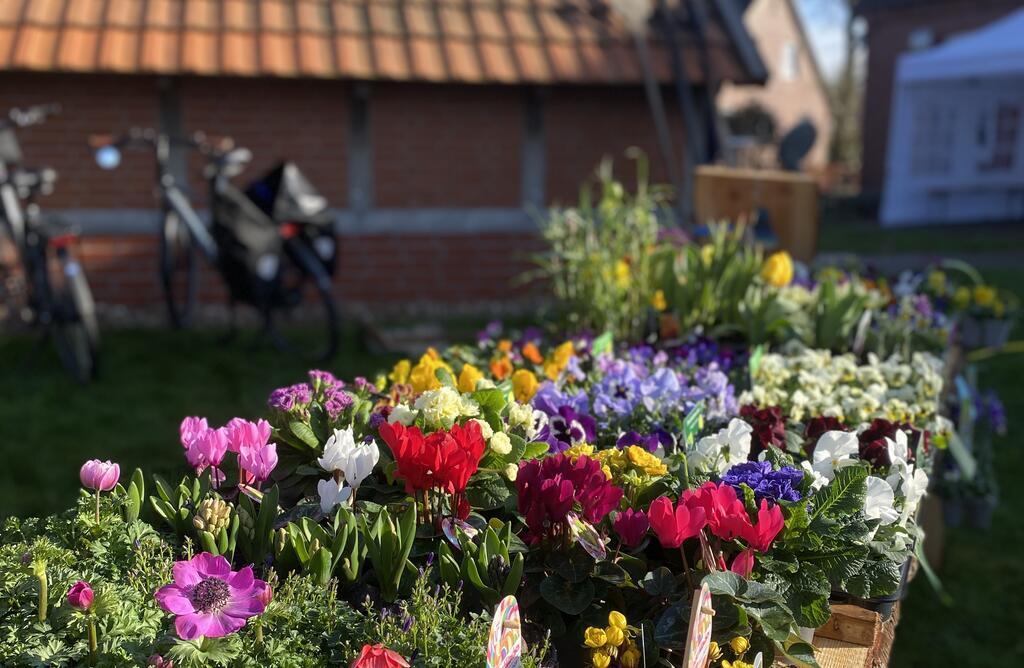 Bunte Blumen