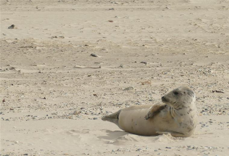Die lustigsten Robben von Helgolands Düne Yoga am Strand.