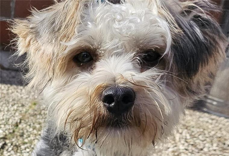Yorkshire-Terrier-Mix „Bodo“ sucht ein neues Zuhause Yorkshire-Mix „Bodo“ muss noch viel lernen.