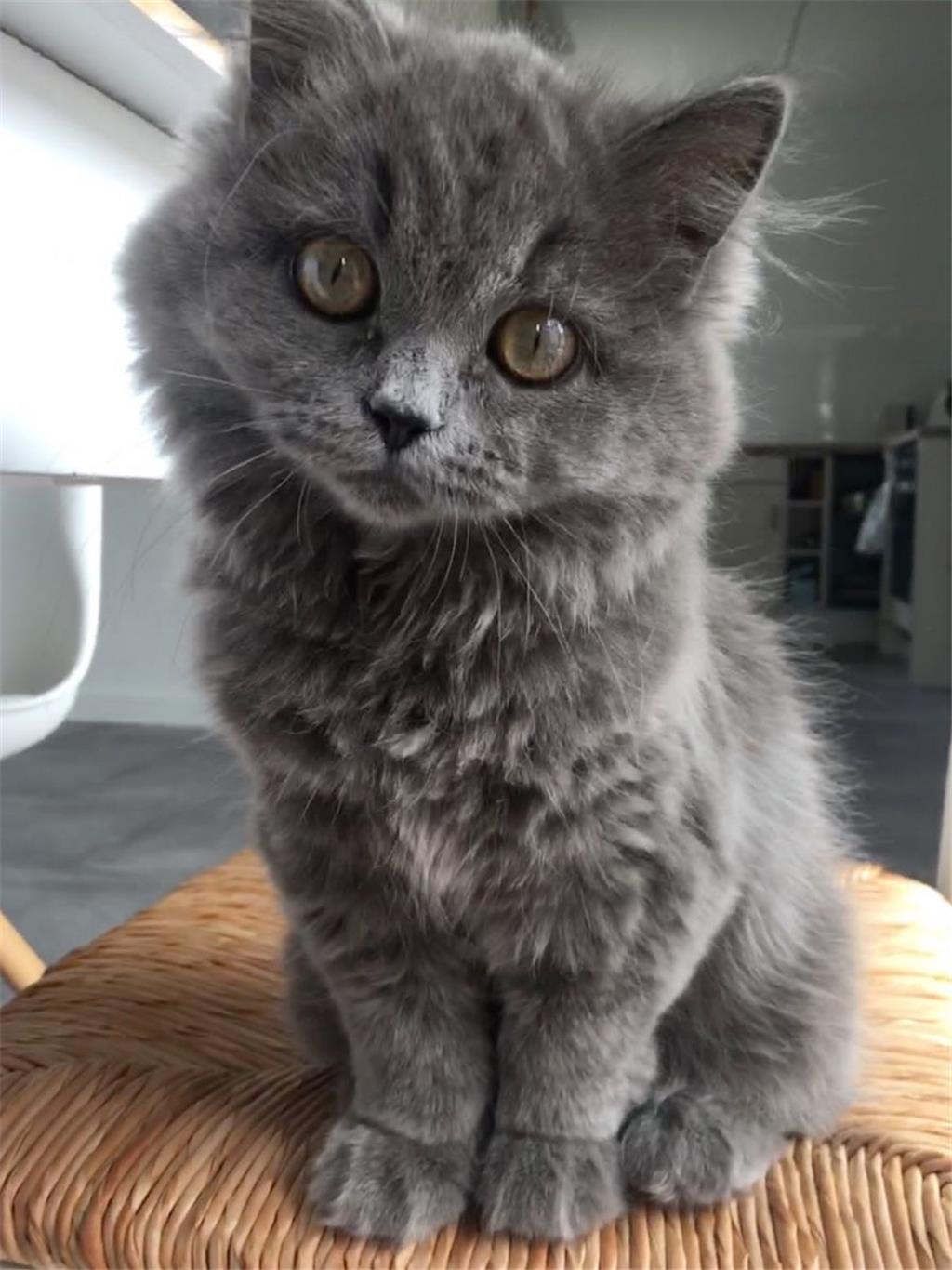 Yukea Neuhaus und ihr Partner Justin sind seit Pfingsten Katzeneltern dieser süß...
