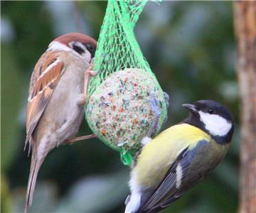 Zählen zu den häufigsten Arten, die bei der „Stunde der Gartenvögel“ im Landkreis gezählt wurden: Spatz (links) und Kohlmeise.