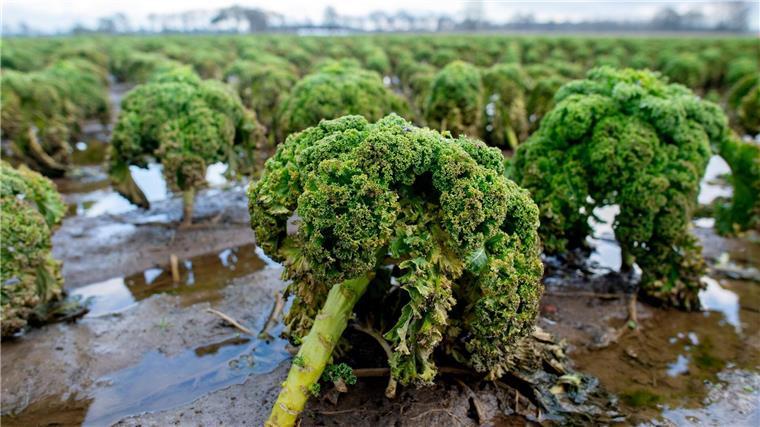 Ertrag bei Gemüseernte steigt: Weniger Grünkohl und Spargel Zahlreiche Grünkohlpflanzen wachsen auf einem Feld.