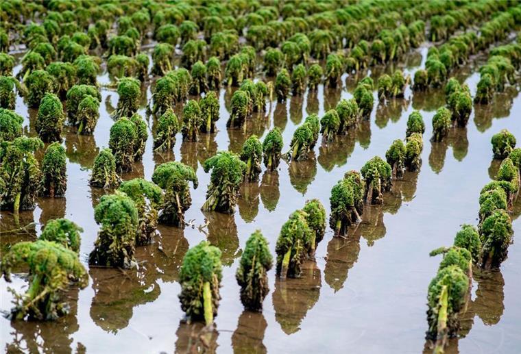 Miese Ernte: Grünkohl hat nur noch schlechte Qualität Zahlreiche Grünkohlpflanzen wachsen auf einem Feld, das teilweise noch überflutet ist.