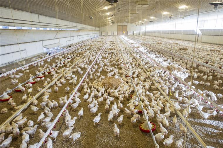 Bad Bederkesa: Hähnchenmastställe sorgen für Aufregung Zahlreiche Masthähnchen, hier in einem Stall in Bayern, sollen künftig auch in zwei Gebäuden bei Bederkesa leben. Derzeit läuft ein Genehmigungsverfahren beim Kreis. Abgelehnt werden kann der Bau – rein rechtlich – jedoch nur, wenn Grenzwerte oder öffentliche Belange gestört werden.