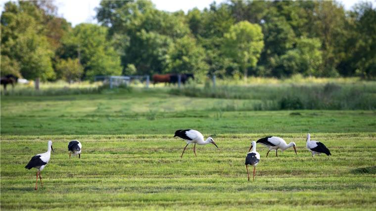 Storchenpopulation in diesem Jahr ungewöhnlich hoch Zahlreiche Weißstörche auf einer Wiese.
