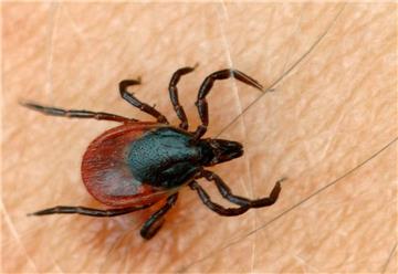 Zecken lauern vor allem im Gras und auf Büschen auf ihre "Opfer" – das können Menschen, aber auch Tiere sein.