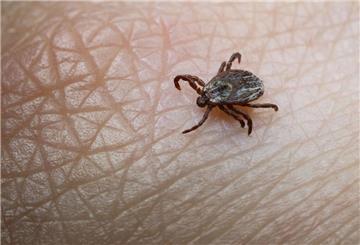 Eine Mitarbeiterin der Parasitologie der Universität Hohenheim zeigt in einem Labor eine Buntzecke.