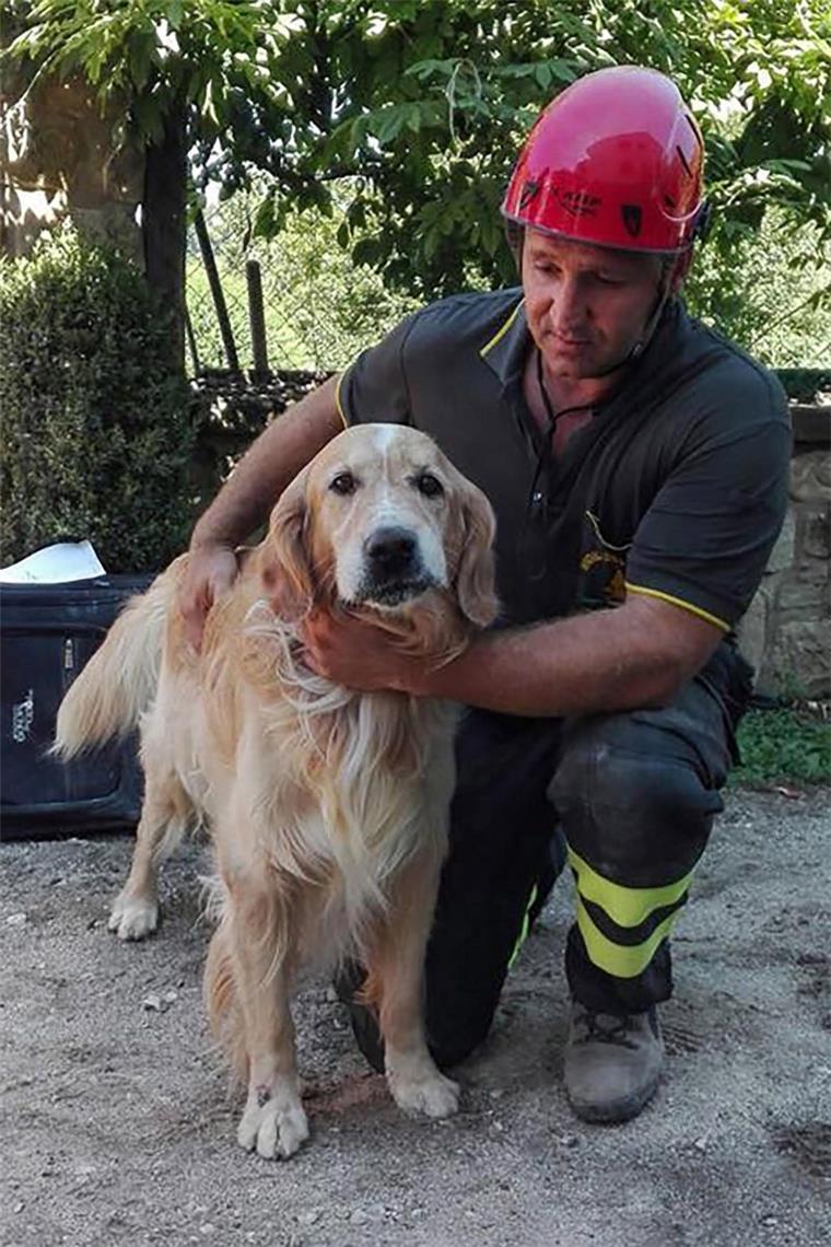 Hund zehn Tage nach Erdbeben lebend aus den Trümmern gerettet Zehn Tage nach dem verheerenden Erdbeben in Italien haben Rettungskräfte Golden Retriever Romeo gerettet.