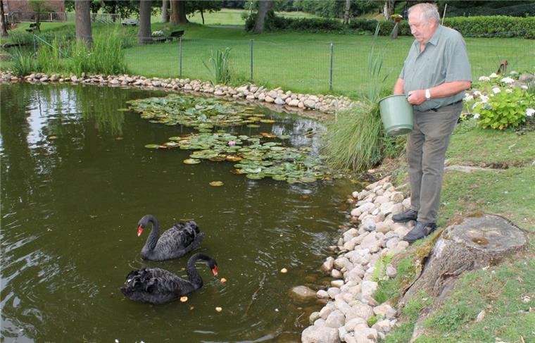 Tierisches Happy End für Schwan Gustav in Zeven-Bademühlen Zeven: Trautes Heim mit neuer Partnerin: Kaum klappert Hinrich Gerdes mit dem Futtereimer, schon kommt Gustav mit seiner Partnerin angeschwommen.