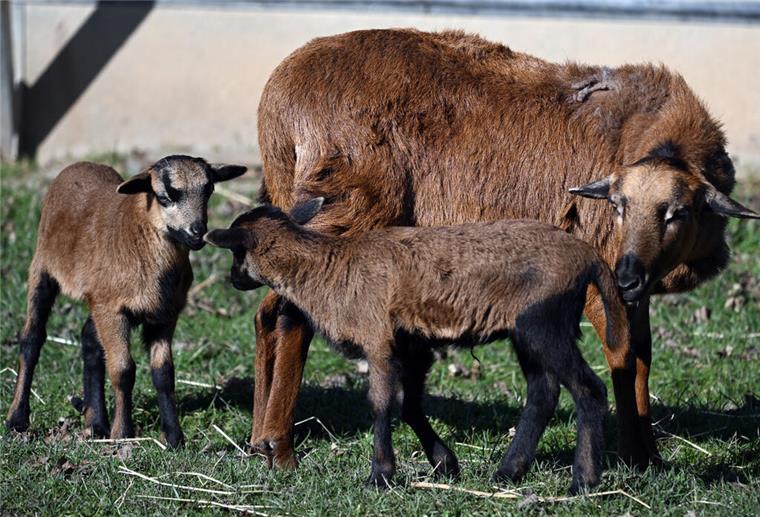  Ein Kamerunschaf steht mit zwei Lämmern auf der Wiese in der Sonne. 