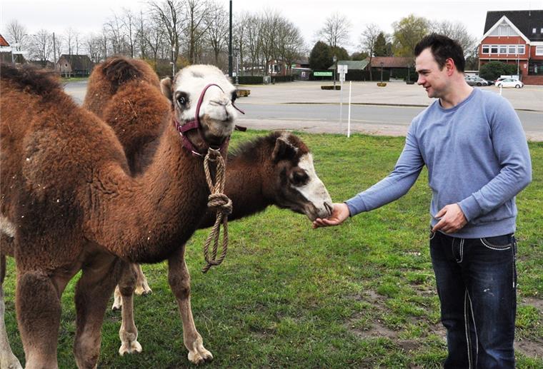 Circus Olympia darf in Rodenkirchen bleiben Zirkusdirektor Robert Lauenburger mit zwei jungen Dromedaren.