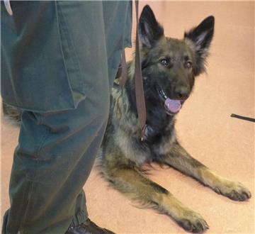 Zollhund Nanny hatte den richtigen Riecher bei einer Kontrolle auf der A1 bei Achim.
