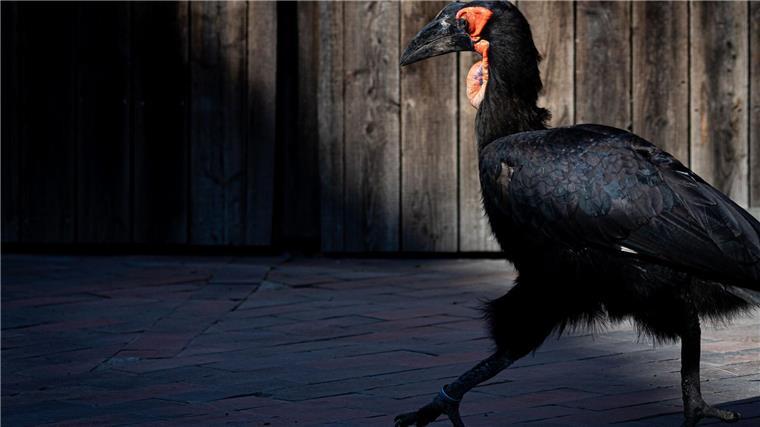 Zoos und Tierparks in Niedersachsen und Bremen wappnen sich gegen die Ausbreitung der Geflügelpest - auch der Zoo Hannover. (Archivfoto)