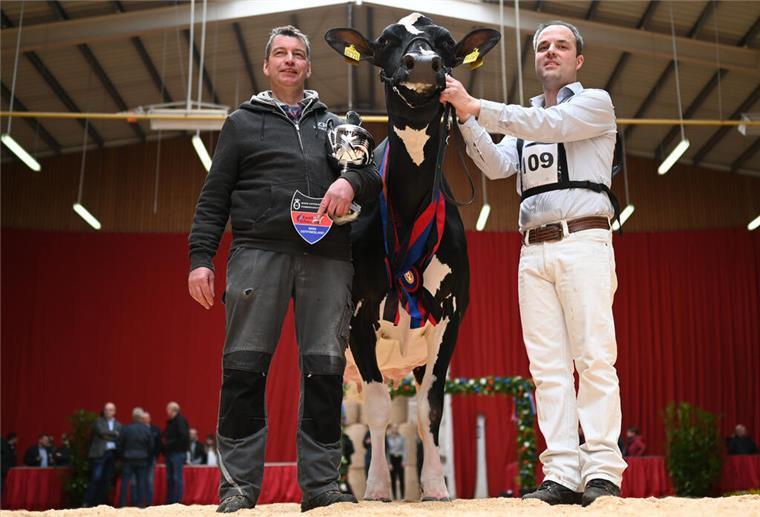 ZR Indian ist die neue „Miss Ostfriesland“ unter den Kühen. 