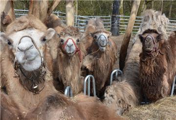 Zu den tierischen Attraktionen des „Circus May“ gehören auch Kamele.