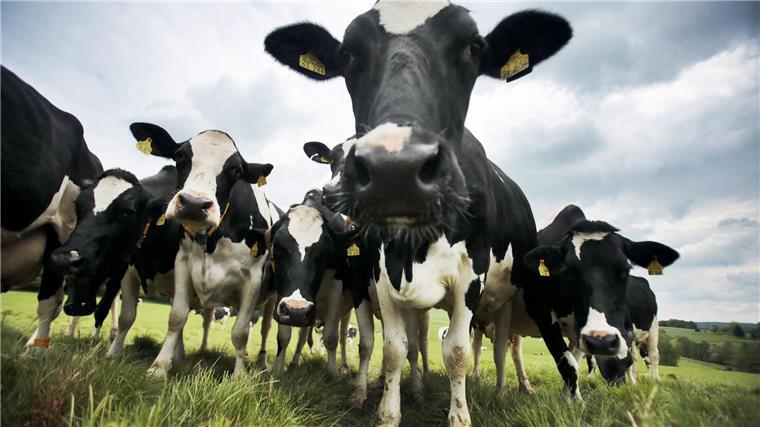 Landwirte uneins über staatlich geregelte Milchverträge Zu viel Bürokratie oder notwendige Hilfe für Bauern - ein Vorschlag der EU-Kommission sorgt für Streit unter Landwirten. (Archivfoto)