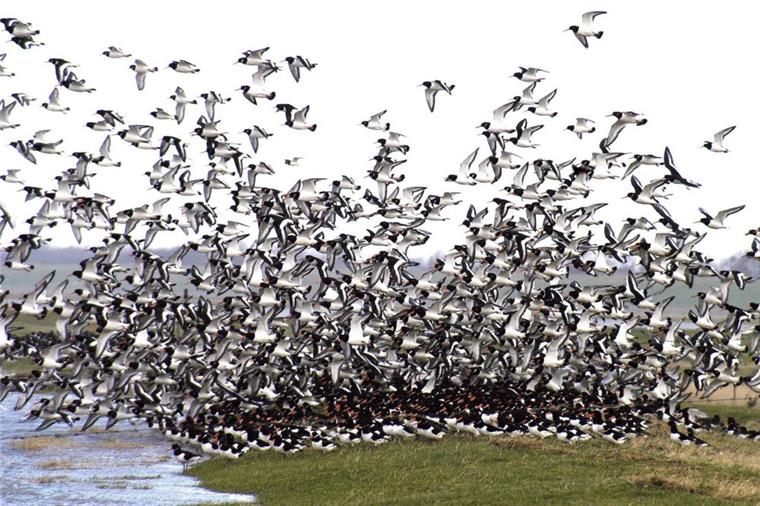 Die Zugvögel kommen: Aktionen an der Wurster Nordseeküste Zugvögelrast an der Wurster Küste: Südlich des Dorumer Tiefs treffen jedes Jahr im Herbst unzähliche Austernfischer auf ihrem Weg nach Süden ein.