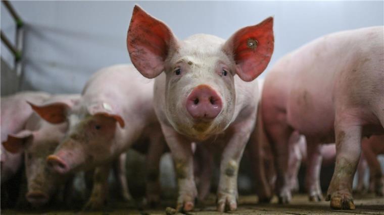 Erzeuger wollen Fleisch-Kennzeichnung verschieben Zum 1. August soll die staatliche Kennzeichnung für die Tierhaltung in Kraft treten - die Branche sieht noch Nachbesserungsbedarf. (Archivfoto)