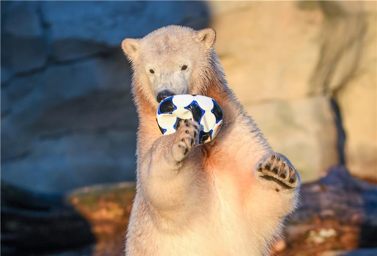 Happy Birthday, Anna und Elsa! Zum Geburtstag gab es auch Spielzeug für die Eisbären.