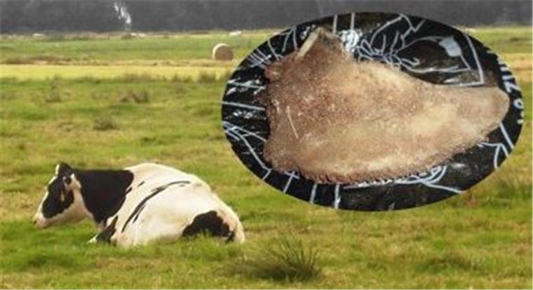 Zum Glück hat sich kein Tierquäler auf einer Bremerhavener Weide ausgetobt. 