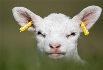 Zum Knuddeln: So ein Lamm möchte man am liebsten herzen.