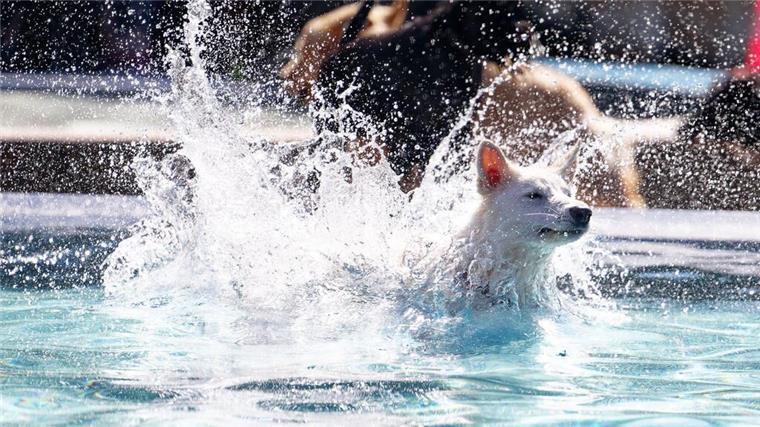 ein Hund springt in ein Schwimmbecken