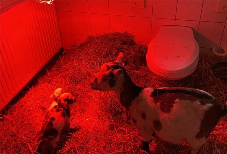 Zum Schutz vor Frost hat der Tierpark im erzgebirgischen Aue eine Zwergziege und ihre beiden neugeborenen Zicklein vorübergehend in der Behindertentoilette untergebracht. 