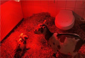 Zum Schutz vor Frost hat der Tierpark im erzgebirgischen Aue eine Zwergziege und ihre beiden neugeborenen Zicklein vorübergehend in der Behindertentoilette untergebracht. 