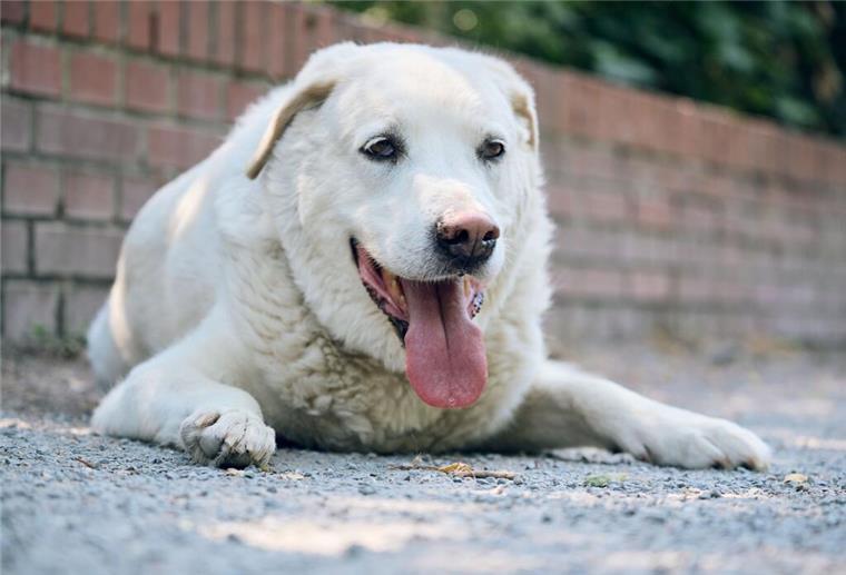 Tödliche Bakterien auf vier Pfoten: Wie Hunde uns krank machen können Zum Themendienst-Bericht vom 28. November 2019: Kuscheln und Knuddeln stärkt das Sozialverhalten der Hunde. Wer sich ablecken lassen mag, sollte allerdings keine Verletzung haben.