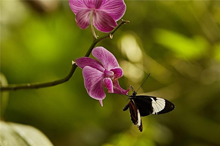 Farbenprächtige Schmetterlinge bevölkern wieder die Botanika Zur Sonderausstellung „Im Reich der tropischen Schmetterlinge“ gehören auch exotische Pflanzen wie diese Orchidee.