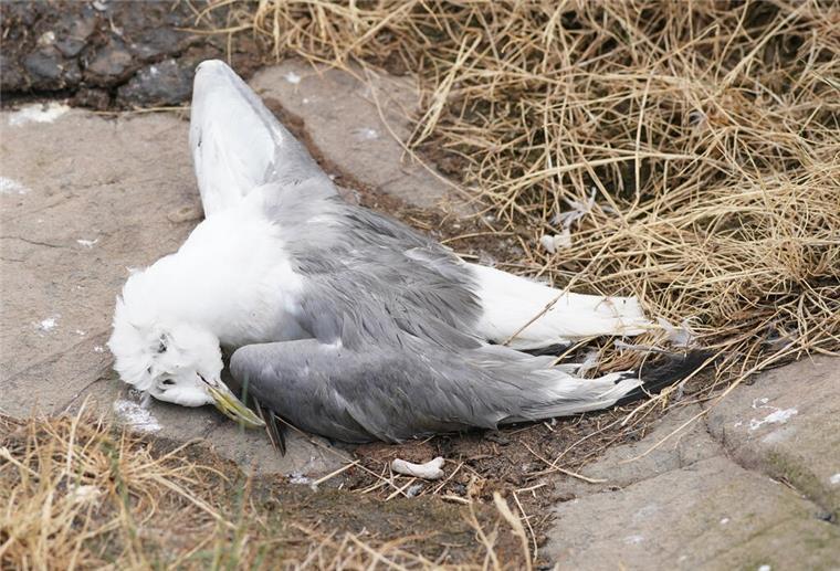 Vogelgrippe breitet sich im Cuxland aus Zurzeit gibt es an den Küsten im Cuxland wieder vermehrt Funde von toten oder kranken Seevögeln mit Vogelgrippe (Symbolbild).