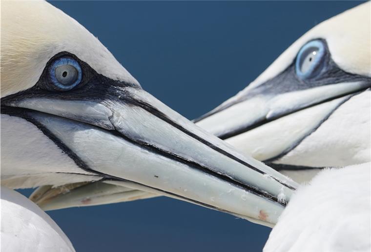 Zoo am Meer: Die Vogelgrippe ist überstanden Zwei Basstölpel reinigen ihre Federn. Die Quarantäne der Vögel im Zoo am Meer ist beendet, die Vogelgrippe überstanden.