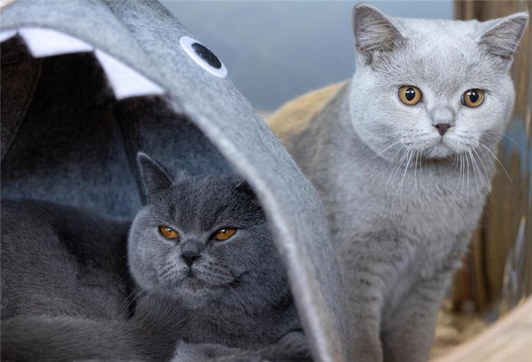 Das sind die fünf beliebtesten Katzenrassen in Deutschland Zwei Britisch Kurzhaar Katzen sind bei der Rassehunde- und Rassekatzen-Ausstellung auf der Messe Erfurt zu sehen.