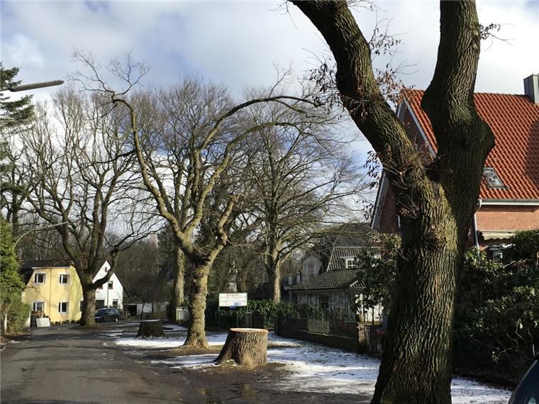 In Bremerhaven-Leherheide müssen alte Eichen sterben Zwei der 14 alten Eichen im Heideweg sind der Säge zum Opfer gefallen. Zum Entsetzen der Anwohner. Doch die Bäume waren krank, betont das Amt.