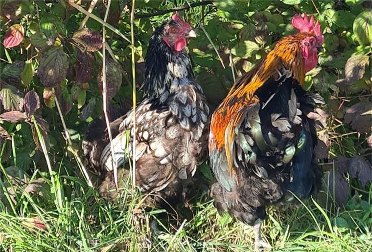 Wesermarsch: Bei Fähranleger in Brake Hühner ausgesetzt Zwei der ausgesetzten Tiere. Die zweite Henne, die hier nicht zu sehen ist, ist weiß, Hals und Kopf sind gesprenkelt.