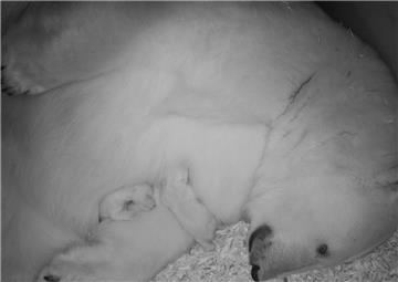 Zwei gesunde kleine Eisbären und die stolze Mutter Valeska im Zoo am Meer in Bremerhaven.