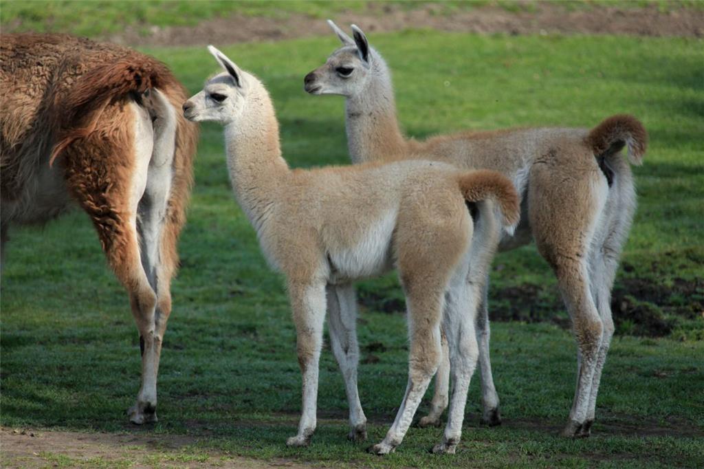 Zwei Guanako-Jungtiere sind am 7. März und am 10. April geboren.